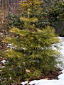 Abies concolor Winter Gold IMG_4817 Jodła jednobarwna